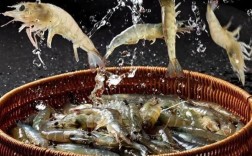 2025福州明虾价格会涨还是跌？