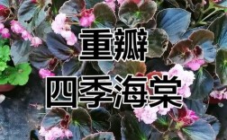 四季开花海棠有哪些品种？