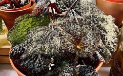 彩叶秋海棠品种图片大全有哪些珍稀品种？