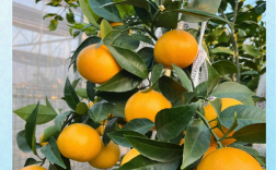 现在种柑桔，哪个品种最值得种？