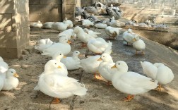 山东哪里可以养殖技术