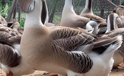 哪种鹅品种经济效益最高？