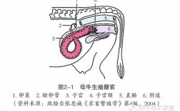 母牛人工受精技术关键步骤有哪些？