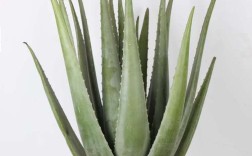 芦荟品种有多少？附图片详解。