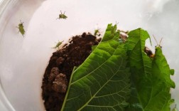 水蛭卵茧如何高效孵化？