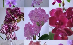 花的品种图片大全有哪些常见种类？