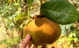 2025年油茶果价格会涨还是跌？