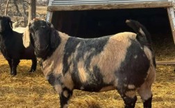 养羊选什么品种最赚钱？