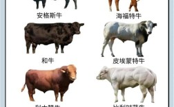 什么品种牛长的最大