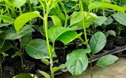 百香果苗品种有哪些？