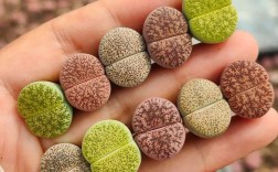 哪些生石花品种更受欢迎？