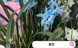 君子兰品种分为几等