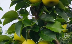 皇冠梨是哪种梨的品种？