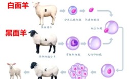 羊品种如何育成？