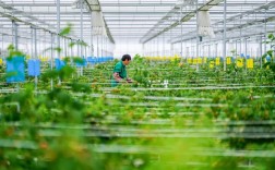 树莓大棚种植技术视频有哪些要点？