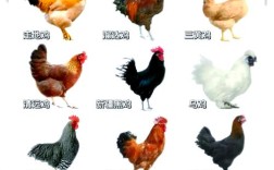 家养鸡多是哪些品种？