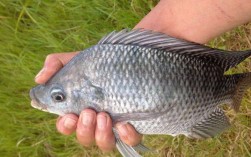 罗非鱼养殖技术怎么致富？