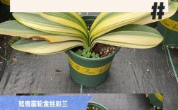 君子兰7号是哪种稀有兰花品种？