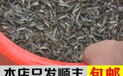 优质台湾泥鳅苗培育技术要点有哪些？