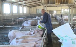 养猪视频技术要点有哪些？