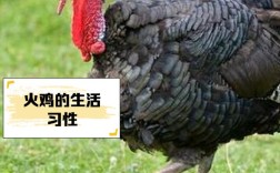 农家放养火鸡，什么品种最合适？