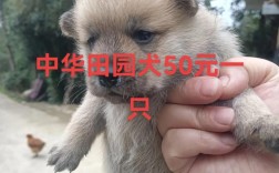 什么肉狗品种最赚钱？