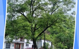 夏季核桃树修剪有何技术要点？