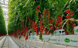 春季西红柿栽培技术视频有哪些关键要点？