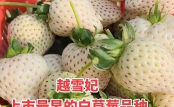 早熟草莓好吃，是否因品种独特？