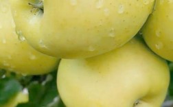 什么苹果品种最值钱？