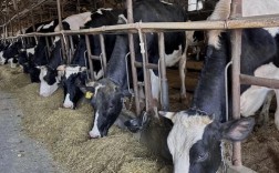 山区适合养殖什么奶牛品种？