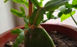 叶仙人掌如何嫁接斑锦品种？