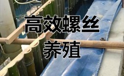 田螺养殖技术视频，新手如何快速掌握？