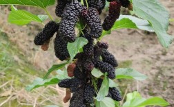 桑果高产栽培管理技术有哪些要点？