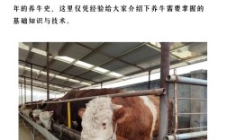 农村养牛有哪些关键方法与技术要点？