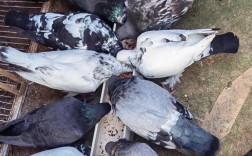 农村信鸽养殖技术视频怎么学？