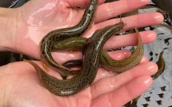 台湾大泥鳅养殖技术要点有哪些关键？