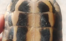 石龟2006年最新价格具体是多少？