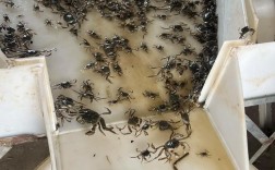 温室螃蟹养殖技术视频怎么学？