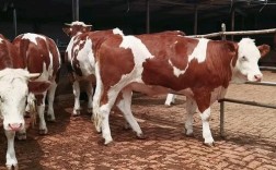 西门塔尔牛哪个品种最优质？