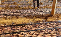 冬季红薯怎么种？技术要点有哪些？