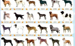 肉犬品种大全图片欣赏