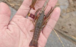 养殖龙虾技术哪里能学到？