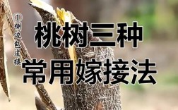 核桃大树嫁接技术图解