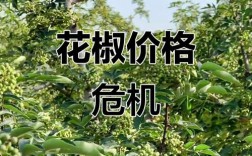 河北花椒价格现在啥行情？