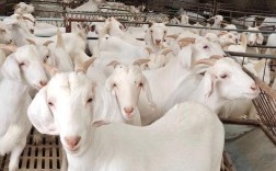 养羊国外技术视频哪里能看？