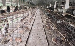 肉鸽人工养殖技术视频如何快速上手？