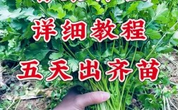 香菜栽培技术视频教程，如何轻松学会？