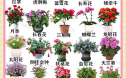 什么花品种最多？附图片？