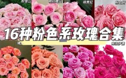 花卉市场玫瑰花品种